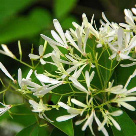 夜來香 植物|夜来香（夹竹桃科夜来香属植物）